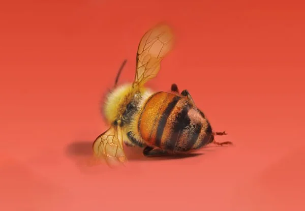 OMAA : un allié précieux pour la santé de nos abeilles